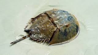 Facts About Horseshoe Crab