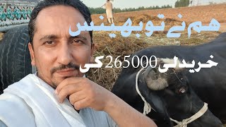 Just Bought this Cattle | Eid ul Azha 2024 | Faisal Raza vlogs.