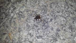 Baby wolf spiders coming back to mom