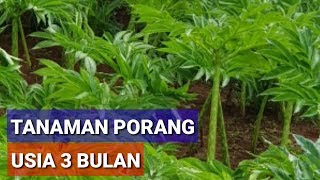 PERTUMBUHAN PORANG UMUR 3BULAN?!