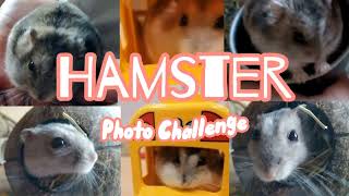 Hamster Photo Challenge // Collab w/ Hamster Weekly