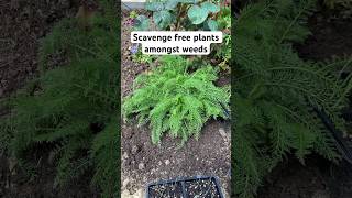 🤑 Save money on garden plants #shorts  #gardening #freeplants #yarrow