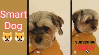 Smart Dog #shorts #dog #funny #smart