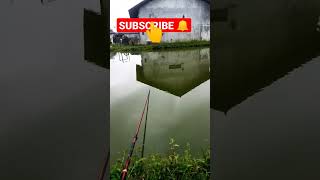 mancing ikan mas sore hari #shorts #short #shortsvideo #shortsfeed #viral