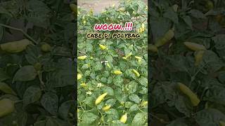 cabe ori 212 di polybag.#cabe #ooktani93 #shortvideo #viral #shorts