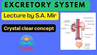 Excretory System of humans |Excretory System Physiology and Anatomy| kidney | Ureters| bladder