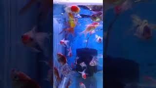 fish #shortvideo #asmr