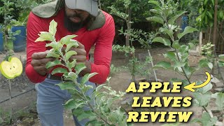 Unique Apple Tree Leaves  | 8 Varieties (Warm Climates) 🍎 🇯🇲