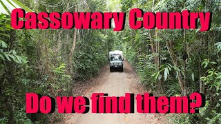 Episode 31 - Cassowary Country   Do we find them?