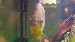 Fluss-monster Piranha