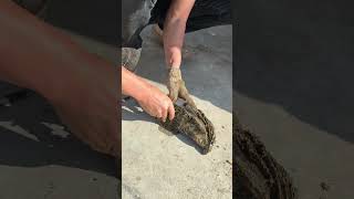 Large Oyster #shortsfeed #youtubeshort #oysters #shortsvideo