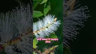 Caring for Melaleuca quinquenervia (Broad-leaved Paperbark)