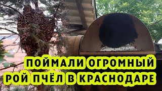 ПОЙМАЛИ ОГРОМНЫЙ РОЙ В КРАСНОДАРЕ!!!