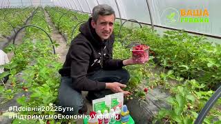 🍓Як вирощують полуницю у Полонному?