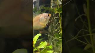 Male Blue Gourami 🐟 #gouramifish #fish #aquarium #youtubegrowth #shortsbts #shortsclip #bettafish