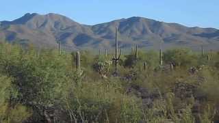 Coyotes  Howling and Yipping in the Early Morning Sonoran Desert