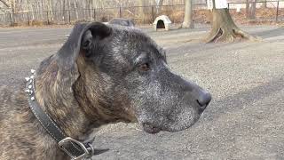 Pit Bull plays at dog park