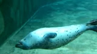 Sleepy seal 3 under water