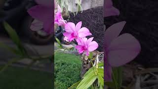 mampir ke rumah saudara mertua ada agrek keren sedang berbunga #orchids #anggrek