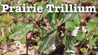 Red Trillium | Fast Field Guide