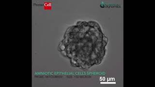 Mitochondrial Dye: discover diffusion limits into a 3D AEC spheroid