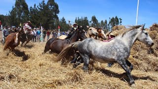 La trilla a yegua suelta en Cobquecura.