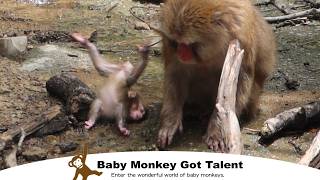 Тревога! Шатающийся детёныш обезьяны/ monpai monyet snow monkey