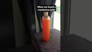 Mysterious Jelly in Bss?