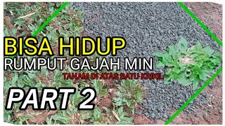 Tanam rumput gajah mini media pasir berbatu