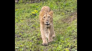 RARE VIEW OF SUB-ADULT LIONS IN WILD | SASAN GIR WILDLIFE SANCTUARY | #asiaticlions #sasangir