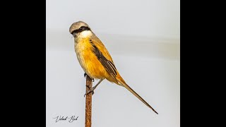 LONG TAILED SHRIKE | BIRDS OF GUJARAT | PHOTOGRAPHY WITH VALMIK