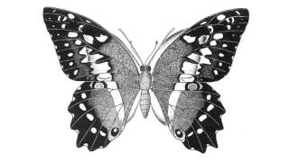 butterfly drawing