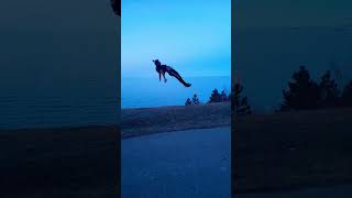 Rate  backflip 0/10 🔥 #viral #flips #talent #skills #backflip #trending #stunt #parkour #shorts