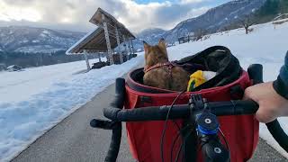 Beautiful winter cycling in Slovenia with Nala cat 🇸🇮😻