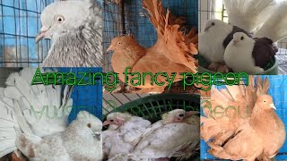 Fancy Pigeons Indian/American Fantail Best Colors Combination|american fantail pigeon