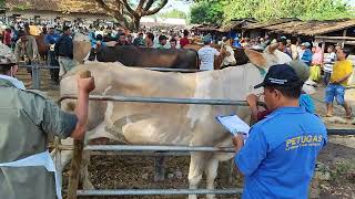 PASAR PON, HARGA SAPI BABON BUNTINGAN