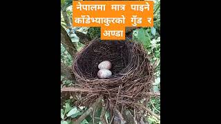 नेपालमा मात्र पाइने काँडेभ्याकुर(Spiny babbler)  को गुँड | Spiny babbler