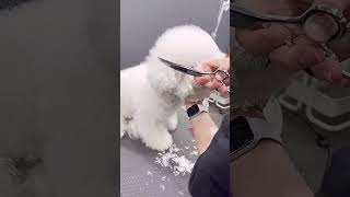 BICHON FRISE'S PUPPY FACELIFT AND NEW GROOMING STYLING 🐶🙉🐾 #pets #grooming #dog #cute #puppy