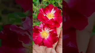 Beautiful climbing roses in my garden 😍😍🥰🥰/RIZA'Z VIBES