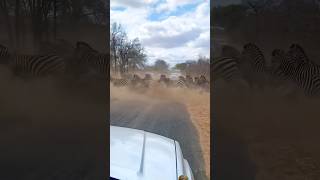 zabras And Deer Big Group crossing road😱😱 #wildlife #shortsfeed #shortsvideo #viralvideo