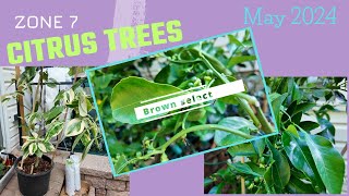 Thriving Citrus Trees In Containers: Zone 7 Spring 2024 Update!