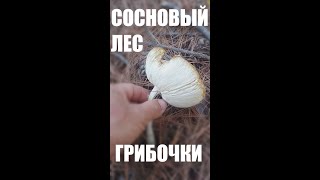 СОСНОВЫЙ ЛЕС. ЛЮБИМЫЕ ГРИБОЧКИ