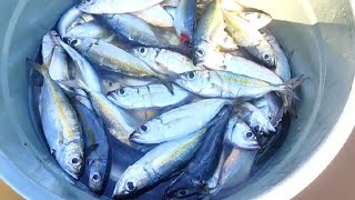 HASIL PUKAT IKAN DI PINGGIR LAUT|FISHING