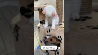 Cute Dog and Cat Naughtiness  🤣🤣🤣 | Shorts  #viral