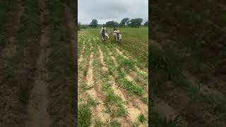 Mécanisation agricole local au Mali