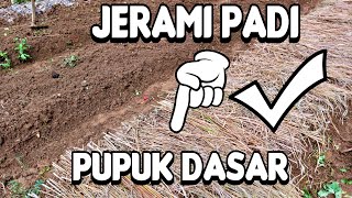 pupuk dasar calon lahan buncis agar maksimal