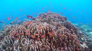 Natural History of Red Sea Coral by Ocean First Education