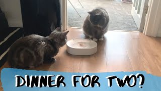 Kitten STEALS Cats Dinner