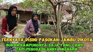 TERNYATA DISINI PASOKAN JAMBU DIKOTA BUKAN KAMPUNG SAJA YANG CANTIK TAPI PENGHASILANNYA MENARIK