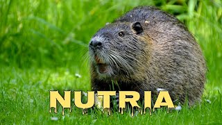 Nutria sounds, coypu screaming